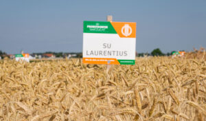 laurentius