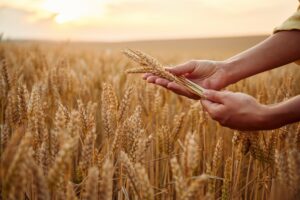 Employee is doing quality control. Side close up view of woman's hands that is holding wheat on the field